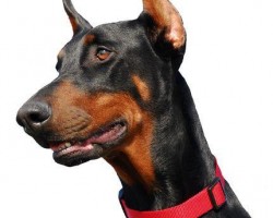 Licencia ppp Valencia: psicotecnico animales peligrosos Licencia ppp Valencia: psicotecnico animales peligrosos