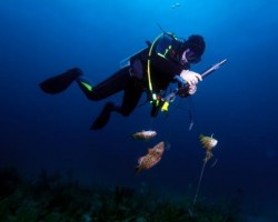 pescasubmarinaweb Certificados médicos buceo y pesca submarina clinica suecia Valencia